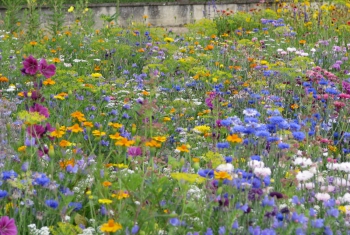 Ook bedrijven kunnen het behoud van biodiversiteit stimuleren